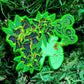 Gardenia Pin- Choose your variant